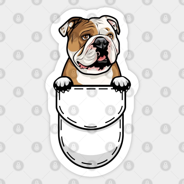 Pocket english bulldog sales